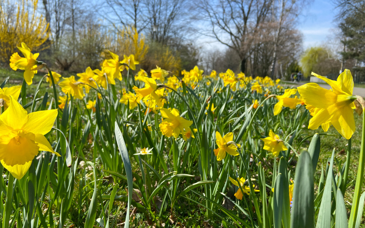 Frühblüher am Radweg Strandhotel, Foto: Julia Kussatz